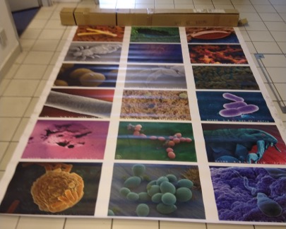 Twister d'images de microscopies electroniques du vivant